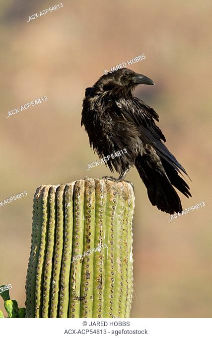 Chihuahuan Raven, Corvus cryptoleucus, Arizona, USA