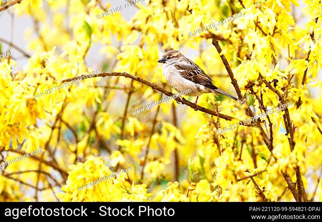 09 April 2022, Berlin: 09.04.2022, Berlin. A house sparrow (Passer domesticus) sits on a branch in a flowering forsythia in a garden