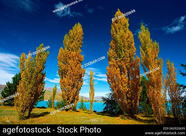 Landscape of autumn trees and lake in South Island, New Zealand