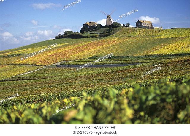 Vineyard of Moulin de Verzenay, Champagne, France