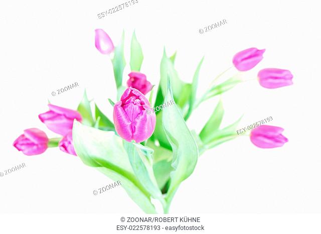 Purple Tulips (Highkey)