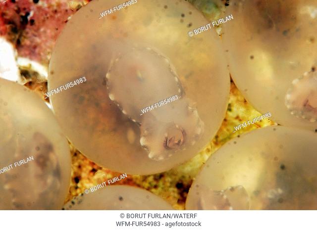 Pfeffers Cuttlefish Embryo in transparent Egg, Metasepia pfefferi, Lembeh Strait, North Sulawesi, Indonesia