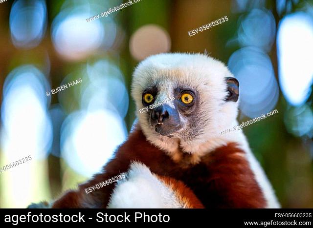 The Coquerel Sifaka in its natural environment in a national park on the island of Madagascar