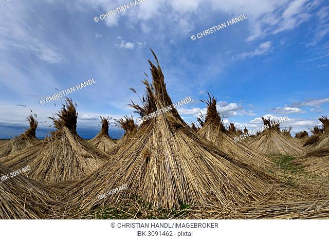 Reed put up for drying, Seewinkel, Apetlon, Burgenland, Austria