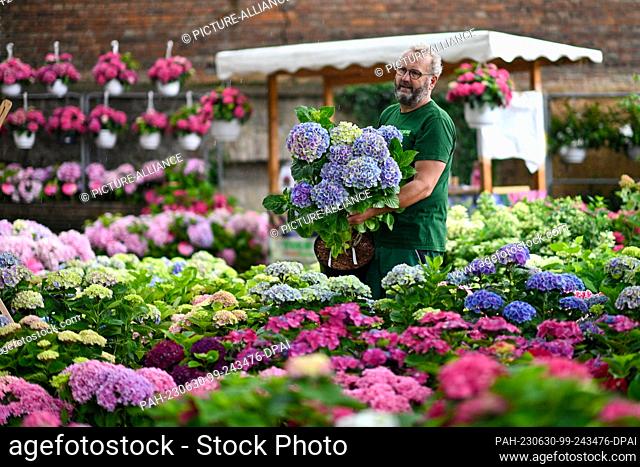 30 June 2023, Saxony-Anhalt, Aschersleben: Clemens Lübberstedt from the garden nursery ""Hydrangea 24"" shows a pot of hydrangeas at his stand of the fair...