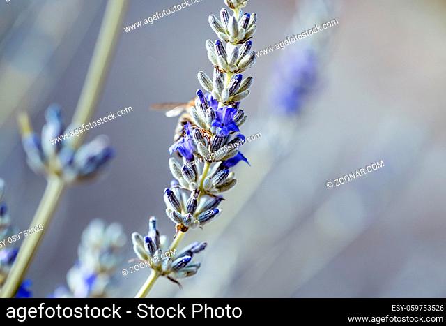 Close Up of Beautiful Lavender blooming in early summer on a sunny day with soft background bokeh