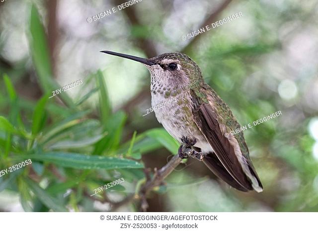 Female Anna's hummingbird (Calypte anna)