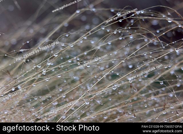 28 October 2023, Saxony-Anhalt, Elend: Raindrops hang on blades of grass in a forest area in the Harz Mountains. Photo: Matthias Bein/dpa