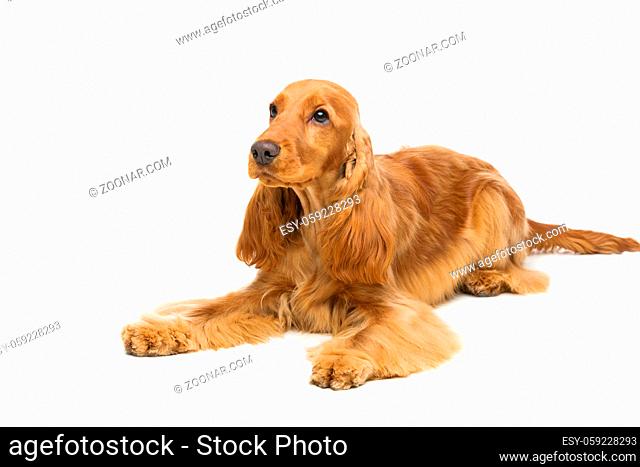 Portrait of beautiful young brown cocker spaniel dog lying over white background. Studio shot. Copy space