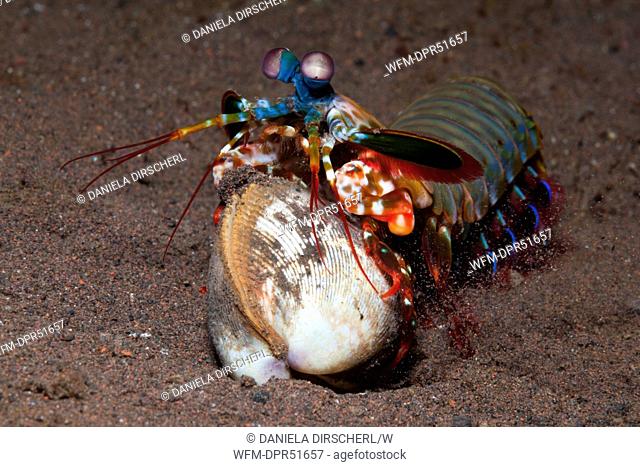 Mantis Shrimp cracking captured Clam, Odontodactylus scyllarus, Seraya, Bali, Indonesia