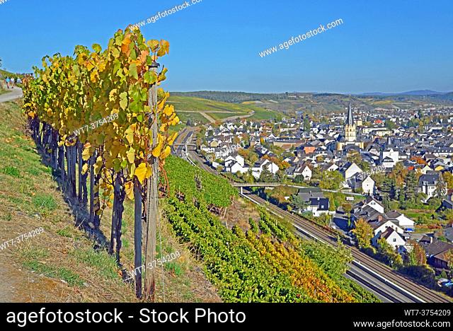View on vineyards and city, autumn