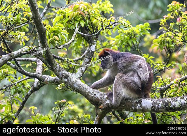 Grey-cheeked mangabey (Lophocebus albigena), also known as the white-cheeked mangabey, in a tree where he eats fruits, Uganda, Kibale National Park