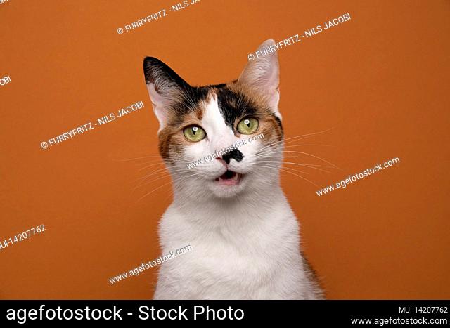 cute white calico cat with mouth open looking at camera on orange background with copy space