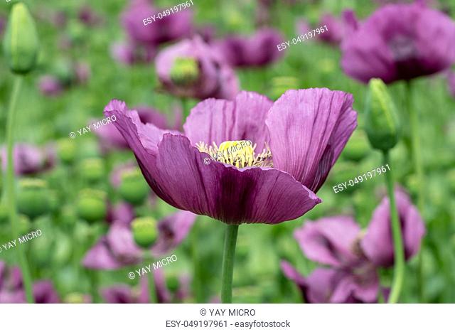 Purple poppy blossoms in a field. (Papaver somniferum). Poppies, agricultural crop