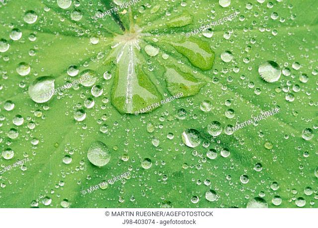 Leaf with raindrops at 'Lady's Mantle' (Alchemilla vulgaris)