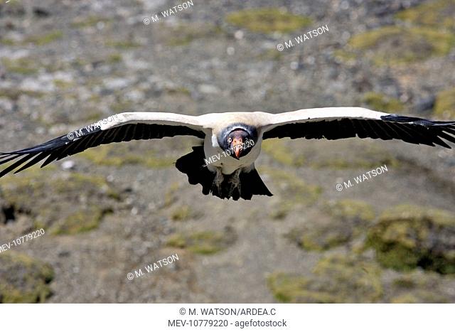 King Vulture - in flight (Sarcoramphus papa)