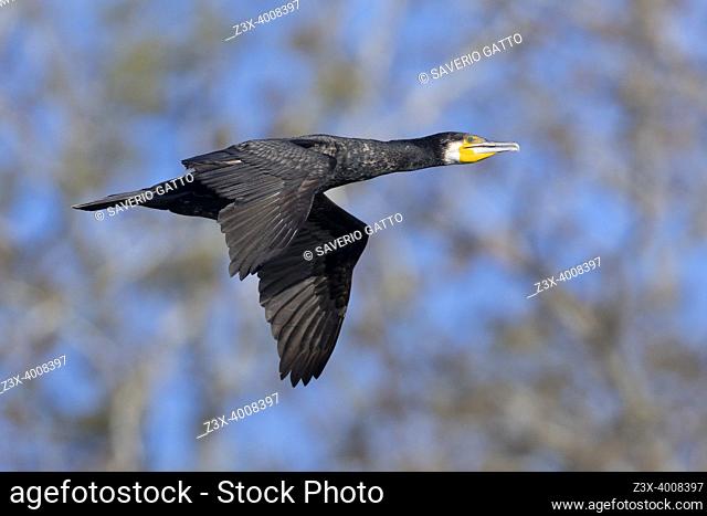 Great Cormorant (Phalacrocorax carbo sinensis), side view of an immature individual in flight, Campania, Italy