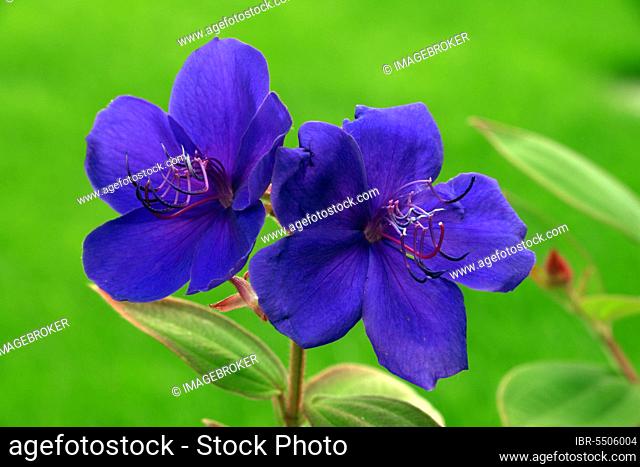 Princess Flower (Tibouchina urvilleana) (Tibouchina semidecandra), Glory Flower
