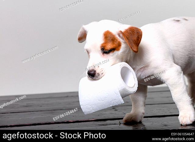 Small terrier puppy with toilet paper in studio
