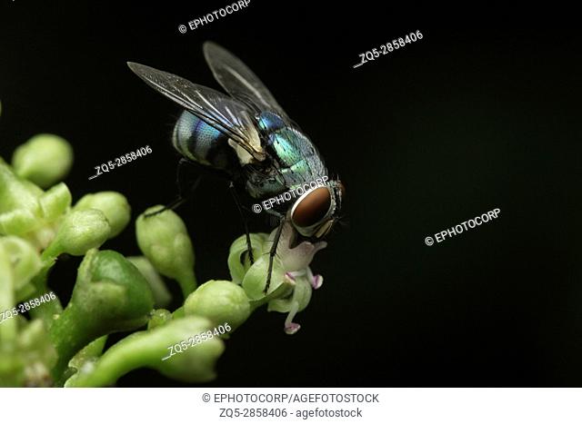 Fly , Unidentified , Aarey Milk Colony , INDIA. Flies belong to their order Diptera of insects. The name Diptera arises from Green words 'di' meaning 'two' and...
