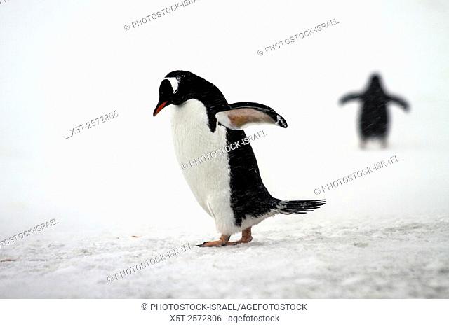 Gentoo penguins (Pygoscelis papua). Gentoo penguins grow to lengths of 70 centimetres and live in large colonies on Antarctic islands