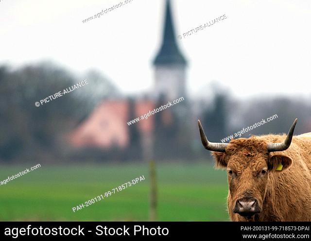 30 January 2020, Brandenburg, Oberkrämer: A brown cattle stands in front of the backdrop of the church of Schwante on a pasture in gloomy winter weather