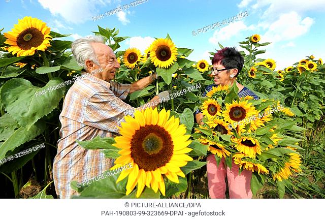 03 August 2019, Baden-Wuerttemberg, Unlingen: The owner of a field with flowering sunflowers cuts flowers off a woman for a bouquet