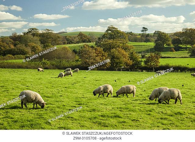 Sheep grazing in the West Sussex countryside, England