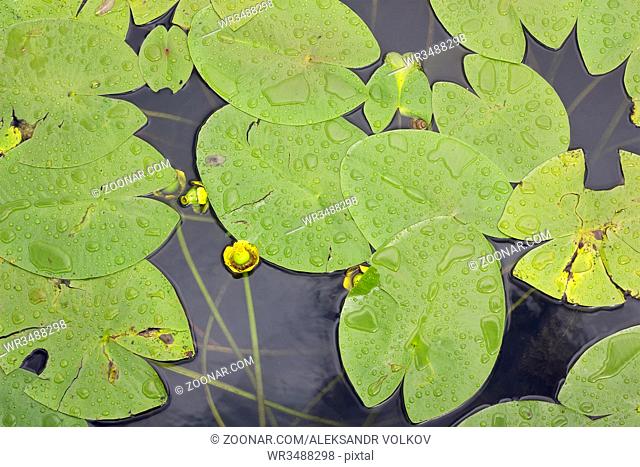 Large green leaves with drops of water lilies on the surface of the lake after rain closeup