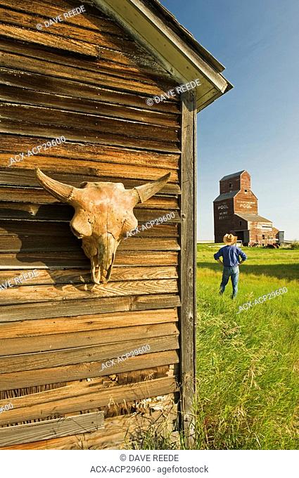 old buffalo skull on building/ man looks out over an old grain elevator, abandoned town of Bents, Saskatchewan, Canada