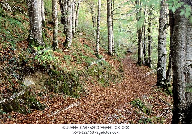 Footpath inside beech forest, Selva de Irati, Navarra, Pyrenees, Spain