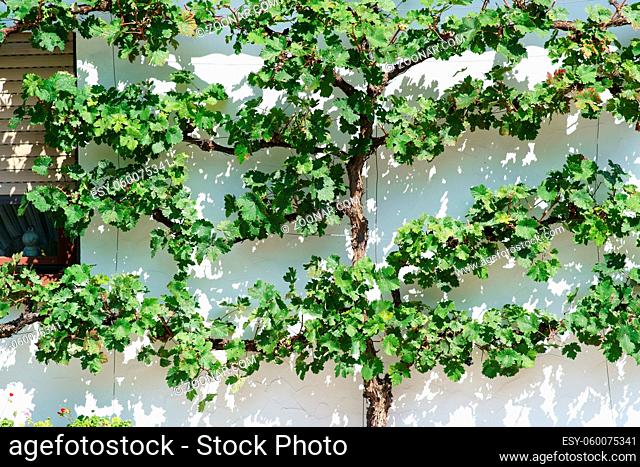 Grüne und frische Weinblätter an einer hellen Putzfassade werfen Schatten