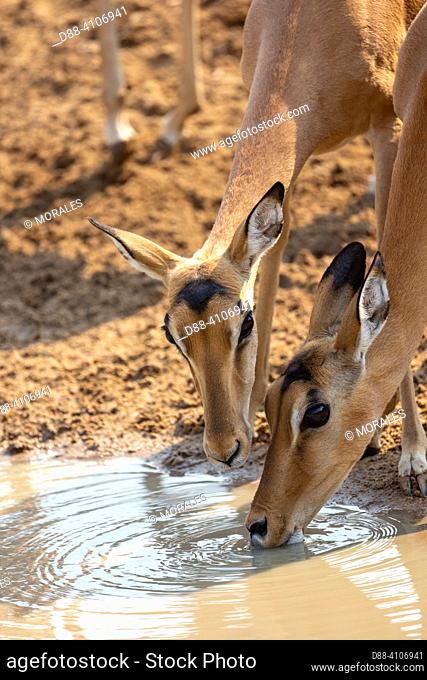 Africa, Zambia , South Luangwa National Park, impala (Aepyceros melampus), at waterhole , for drinking