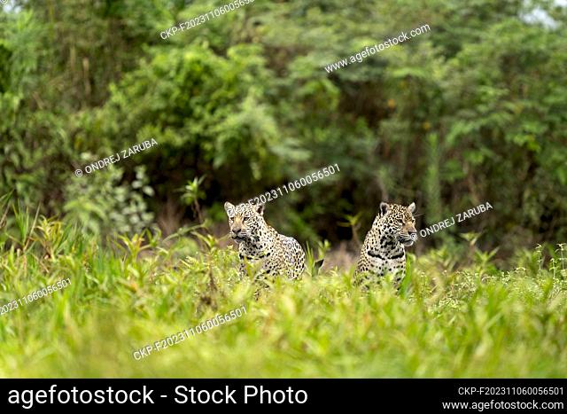Jaguar in Pantanal jungle, Brasil, September 26, 2023. (CTK Photo/Ondrej Zaruba)