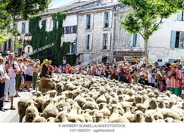 Europe, France, Bouches-du-Rhone, Saint-Remy-de-Provence. Festival of transhumance. Parade
