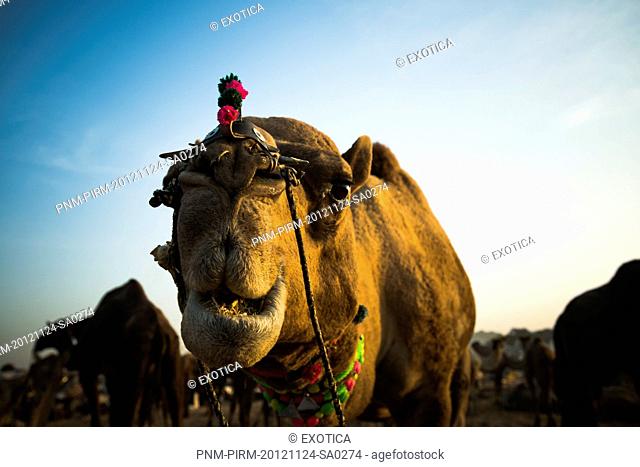 Close-up of a camel at Pushkar Camel Fair, Pushkar, Ajmer, Rajasthan, India