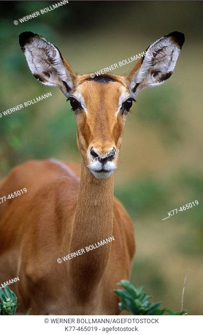 Impala, female (Aepyceros melampus). Samburu W.R., Kenya