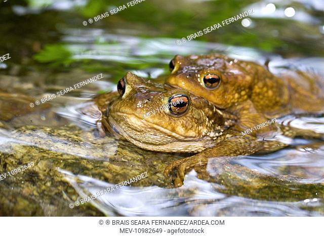 Toad - mating in water Arnoia river, Galicia, Spain (Bufo bufo)