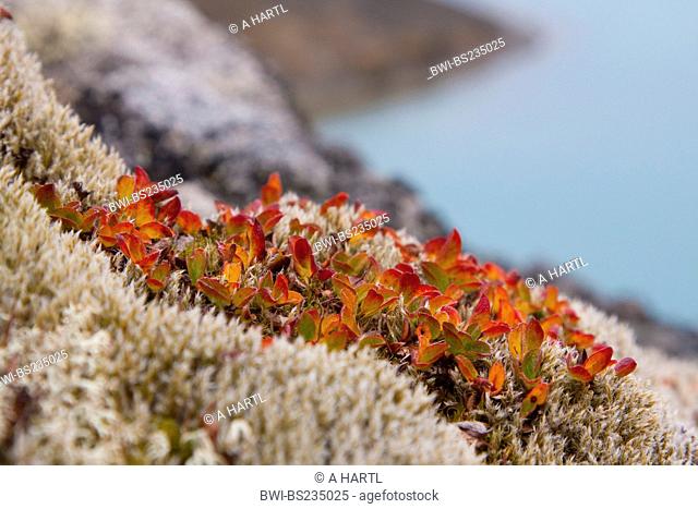 dwarf willow Salix herbacea, in autumn leaves with ford in the background, Norway, Svalbard, Krossfjorden