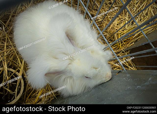 White Red-eyed Angora Rabbit at the National exhibition of farming animals Animal breeding 2023 in Lysa nad Labem, Central Bohemian Region, Czech Republic