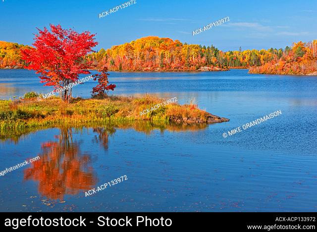 Red maple in autumn at St.Poithier Lake Worthington Ontario Canada