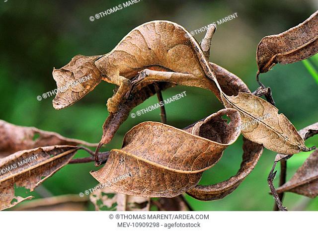 Fantastic Leaf-tailed Gecko / Satanic Leaf-tailed Gecko (Uroplatus phantasticus). Andasibe-Mantadia National Park - Madagascar