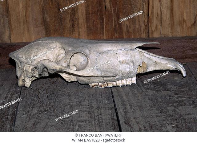 Skull of Komodo Dragon, Varanus komodoensis, Komodo National Park, Lesser Sunda Islands, UNESCO World Heritage Site, Indonesia