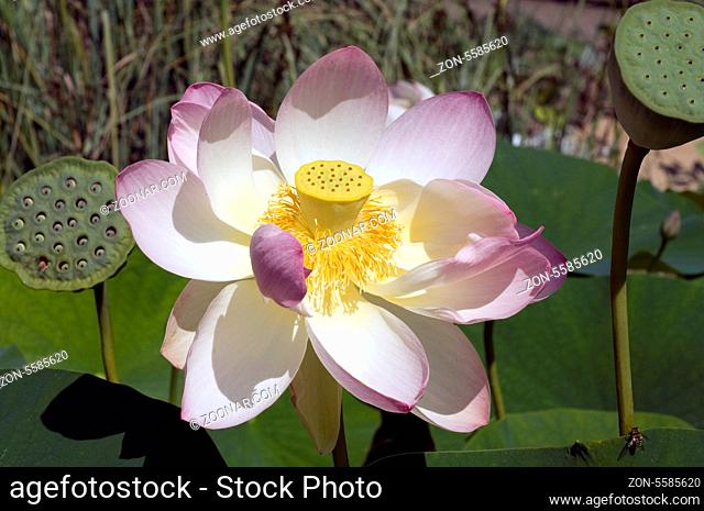 Lotosblume, Lotusblumen, Indische, Lotus nucifera, heilige Blume, essbar, Wasserpflanzen