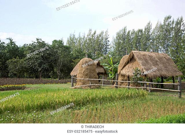 Rice field and straw hut at Jim Thompson Farm at Countryside in Nakhon Ratchasima, Thailand