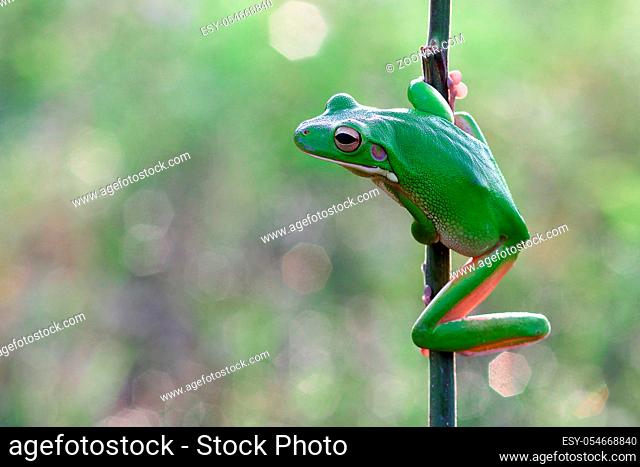frogs, tree frogs, dumpy frogs in tree branches or flowers