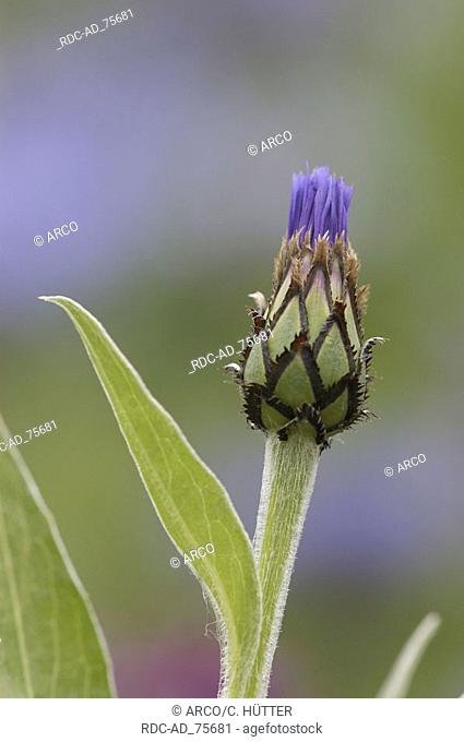 Perennial Cornflower butt Centaurea montana