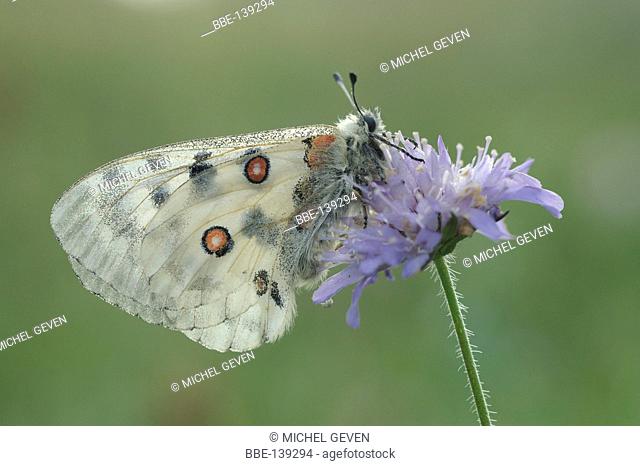 Apollo with closed wings perched on Knautia