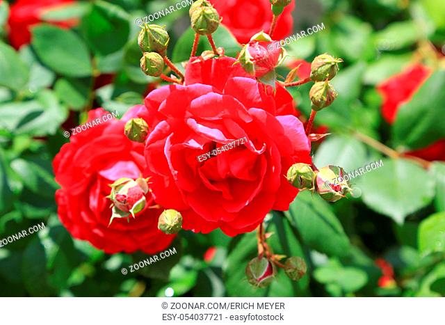 Rote Kletterrose mit Knospen, Rambler rose