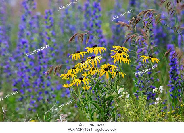 Brown-eyed Susans (Rudbeckia triloba) and Vetch (Astragalus sp.) in late summer, Hockley Hills, Ontario, Canada